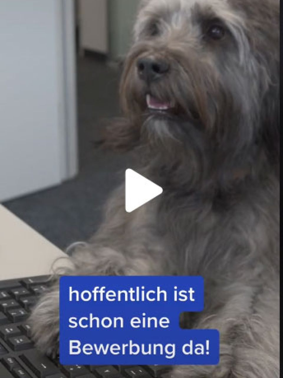 Walli sucht Dich!